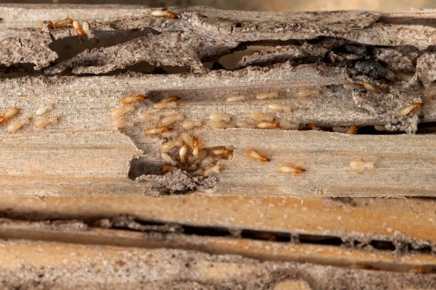 Riverton, UT Pest Control Company